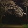 2025.3_桜 2