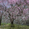 福岡城址の石垣と枝垂桜
