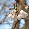 蕾が、ようやく開花し始めました！