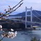 桜の咲き始め×瀬戸大橋