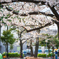 桜〜ソメイヨシノ2