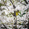 桜〜ソメイヨシノ3