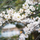 桜〜ソメイヨシノ4