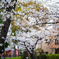 桜〜ソメイヨシノ5