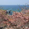 さくら屏風岩