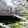 華やかな春
