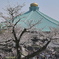 武道館と田安門の桜