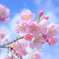 Cherry blossoms