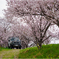 満開桜とシロジムニー