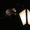 夜桜2