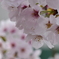 桜-3