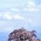 わに塚の桜　念願の圧縮構図