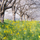 草場川の桜並木