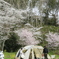 お花見