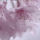 みずざくら❀