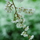 枝垂れ桜