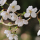 桜　咲き始め