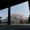 絵になる桜