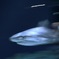 サメ・ツマグロ