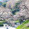 櫻花爛漫