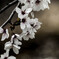time slip 桜　染井吉野