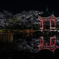中国庭園の夜桜