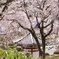 桜注ぐ寺