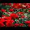rose garden