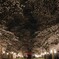 桜並木のライトアップ