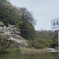 皇居の桜