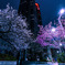 夜桜（都庁前）