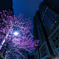 夜桜（都庁前）