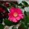 山茶花?