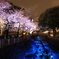 音無川の夜桜