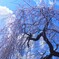 しだれ桜を見上げて