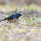 青い鳥