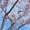 桜の季節