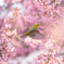 桜に包まれて