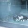 film・理容室の猫*