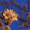 夜桜