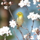 あの花の名前を僕達はまだ知らない Ⅹ