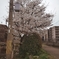 週3回通る道に咲く桜