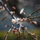 DSCF2167