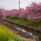 青毛堀川沿いの河津桜
