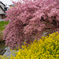 河津桜と菜の花