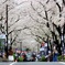 渋谷桜丘 さくら坂。