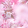 春の知らせ
