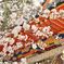 桜　中山観音