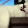 neko-appeal