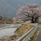 桜と川